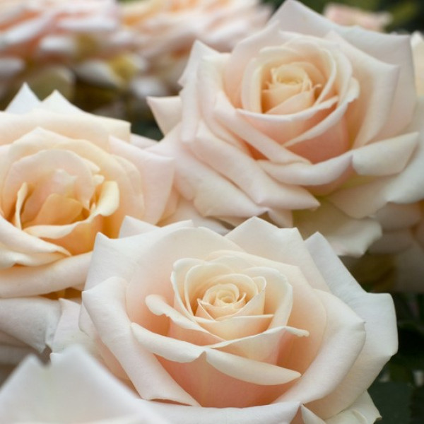 PAUL RICARD® Meinivoz PAUL RICARD® Meinivoz